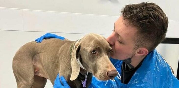 chico dando un beso a su perro en la cabeza