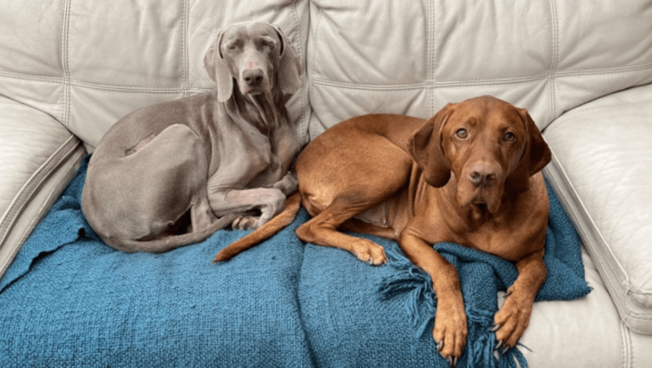 fotografía de dos perros sentados en un sillón 