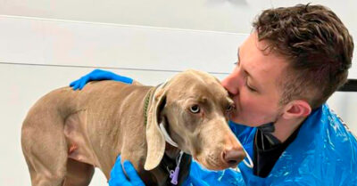 Pone su casa en venta para pagar el tratamiento de su perrito