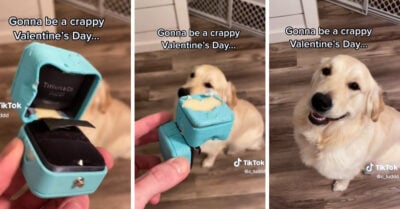 Perrito se come el anillo de compromiso que su dueño iba a entregar