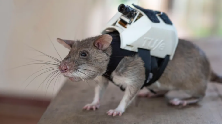 una rata rescatista porta en su espalda un sofisticado y diminuto sistema GPS para localización de personas
