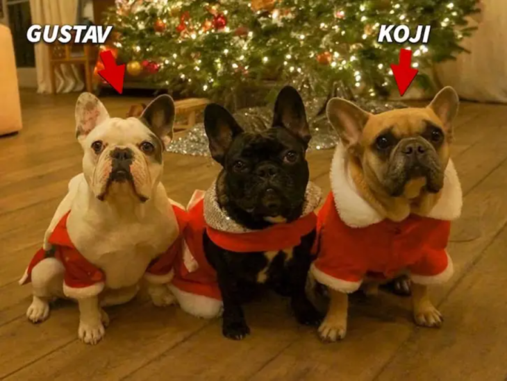 Los tres perritos de Lady Gaga posan en una foto junto a un árbol de Navidad