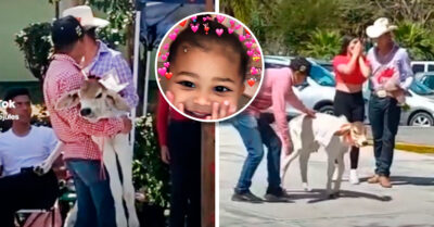 Adiós chocolates: le regaló un becerro a su novia como prueba de su amor