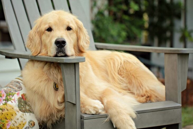 perro golden retriever sentado en una silla
