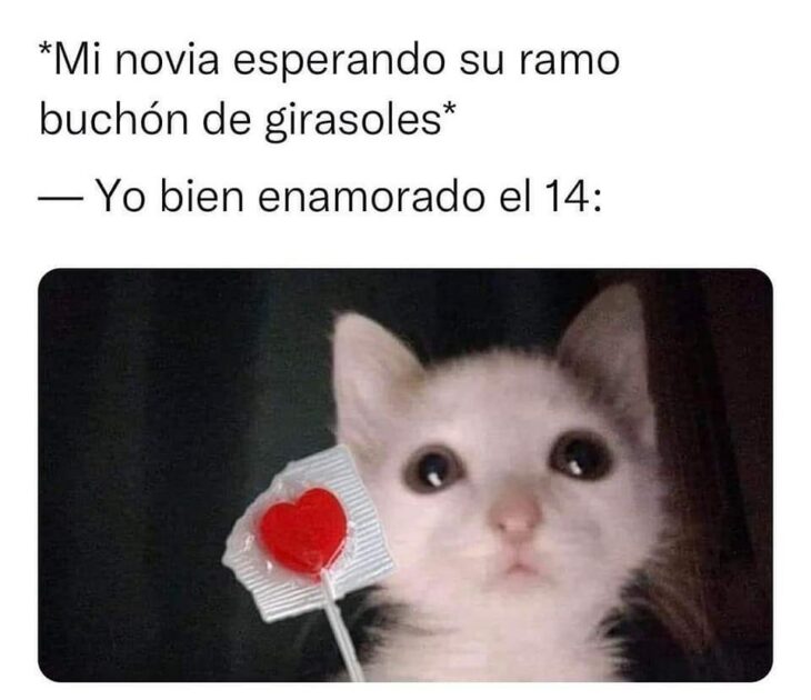 meme gatito con paleta en san valentin 