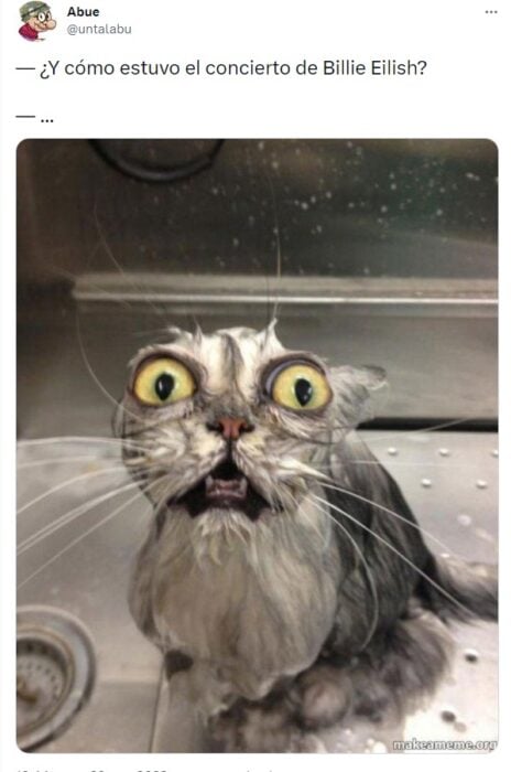 meme de gatito mojado por concierto de billie 