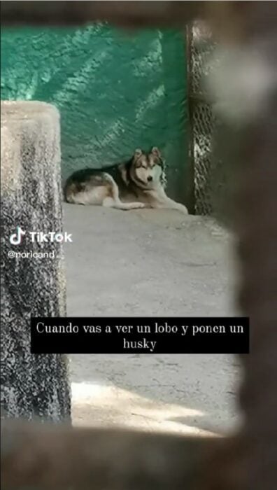 captura de pantalla de un husky en la jaula de un lobo canadiense en el zoológico 