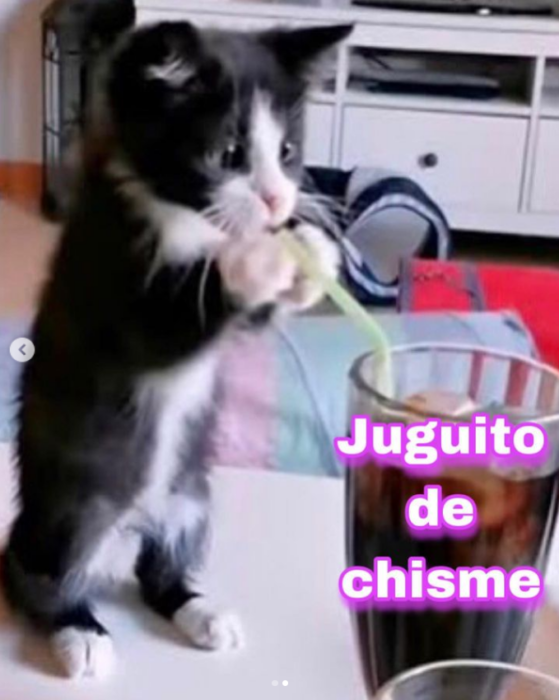 imagen de un gatito simulando tomar una bebida