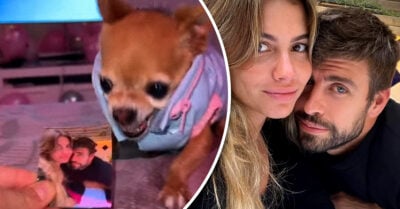 Perrito muerde con odio las fotos de Piqué y Clara Chía