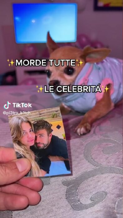 perrito sobre la cama mientras una mano sostiene la fotografía de Gerard Piqué y Clara Chía