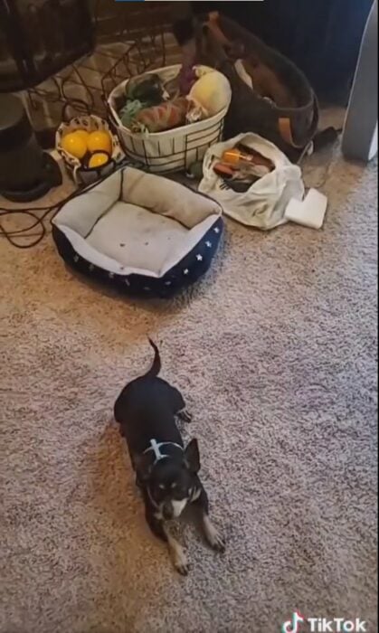 captura de pantalla de un perro Chihuahua sentado en el suelo de una casa 