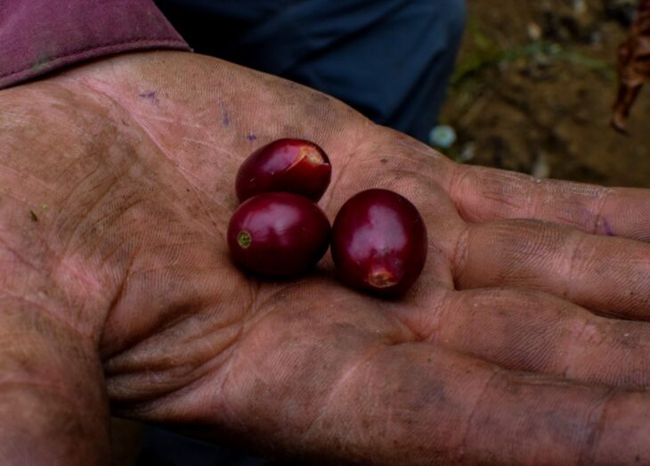 una mano llena de tierra muestra unos granos de café