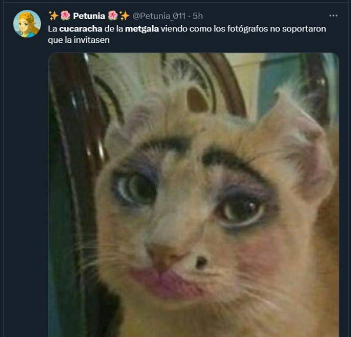 meme de gatito por cucaracha de la met