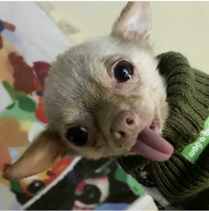 perro chihuahua con la lengua de fuera 