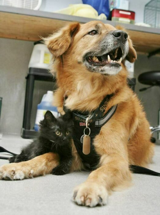 perro y gato acostados 