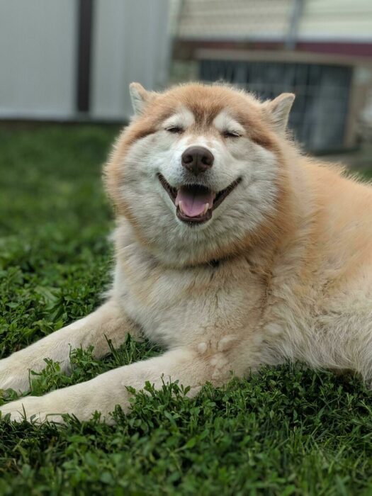 perrita sonriendo recostada en el jardín