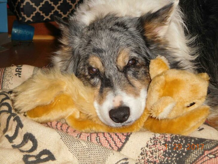 perro con su ardilla de peluche 