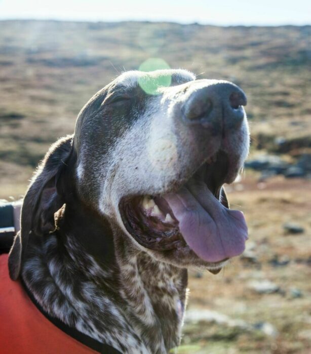 perro cerrando los ojos 