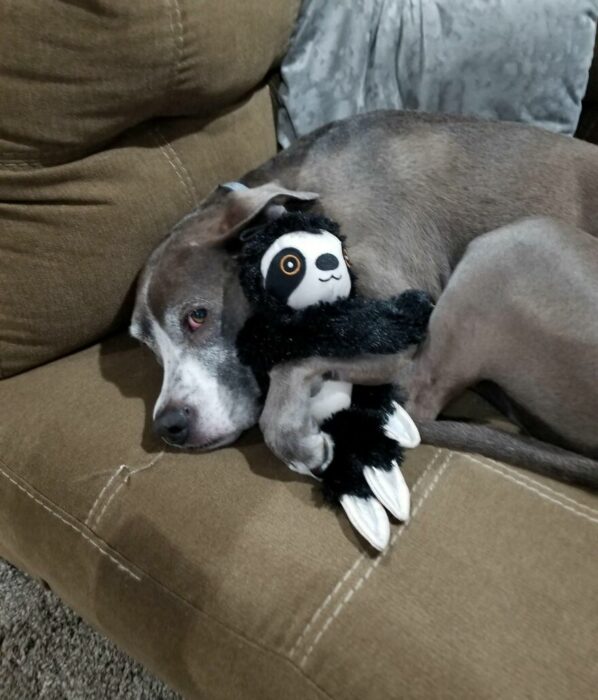 perro abrazando su peluche 