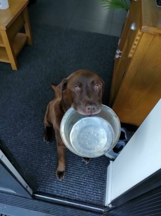 perro con su plato de comida en el hocico