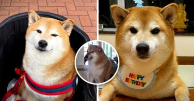 Cheems, el famoso perrito de los memes, ya está mucho mejor de salud