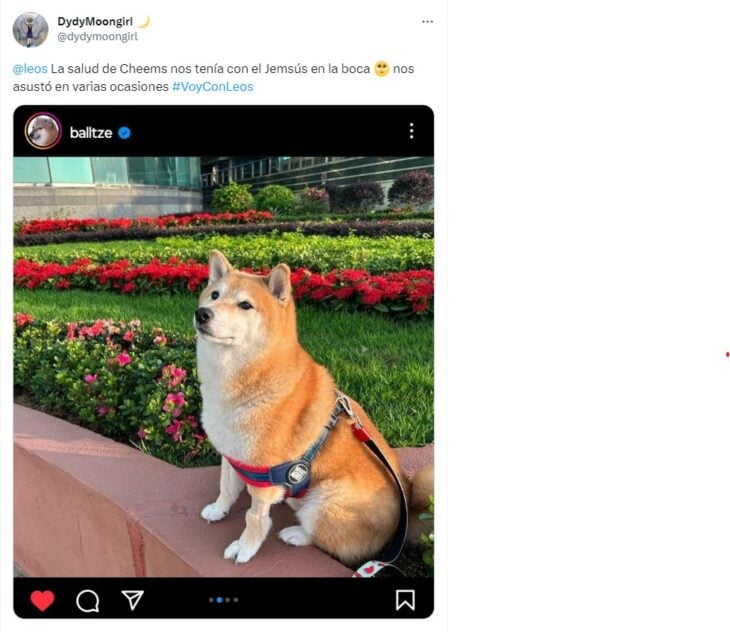 captura de pantalla de un tuit de una usuaria sobre la mejoría en la salud del perrito Cheems 