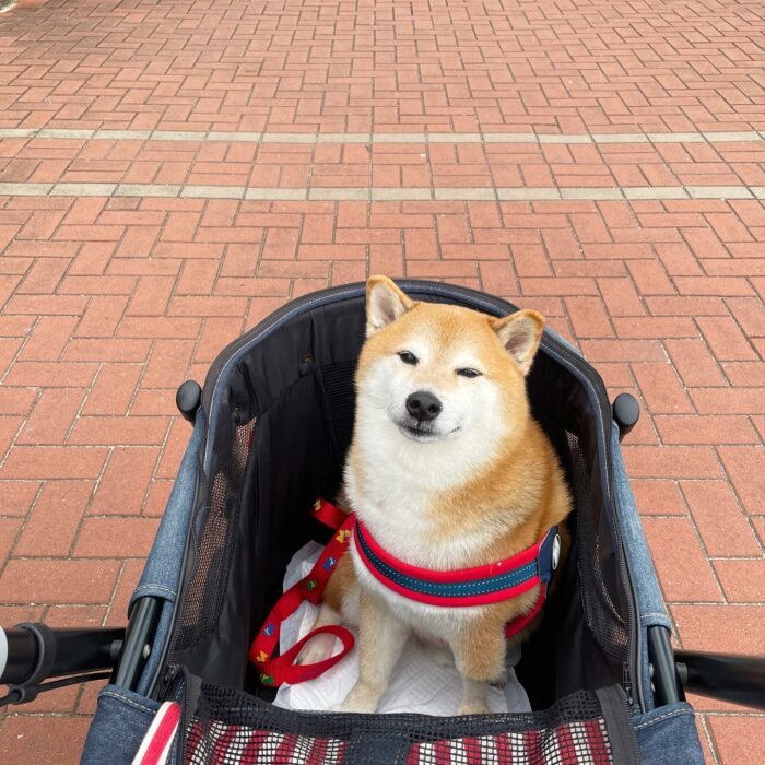 Fotografía del popular perrito Cheems arriba de una carreola 