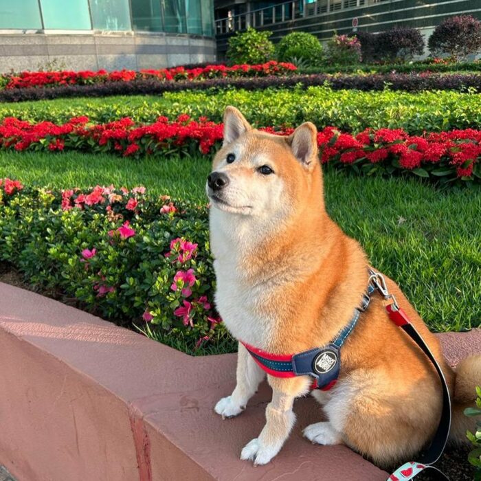 Fotografía del perrito Cheems sentado en un jardín afuera del veterinario 