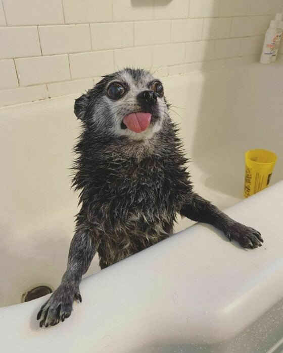 perro en la bañera 