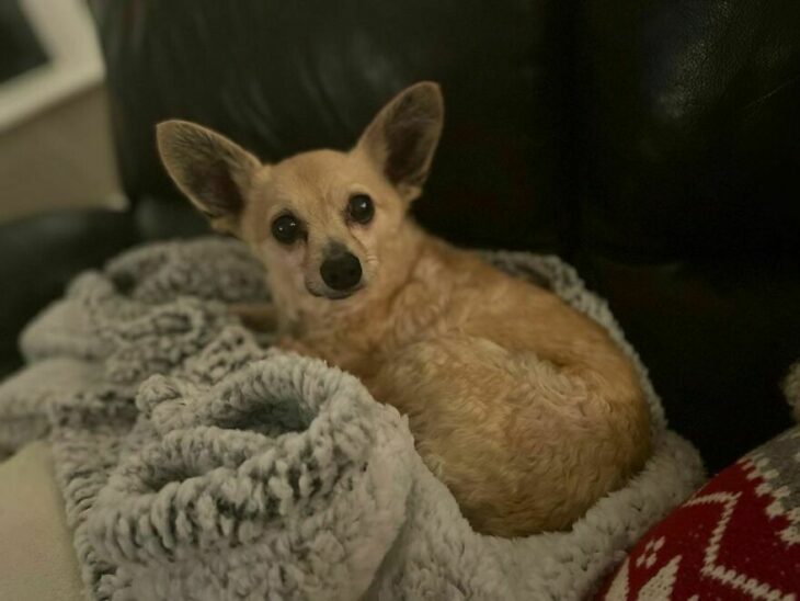 perro con orejas grandes y atentas 