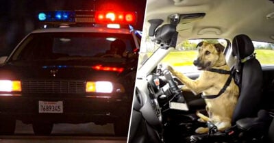 Hombre cambia asiento con su perro para acusarlo de manejar ebrio
