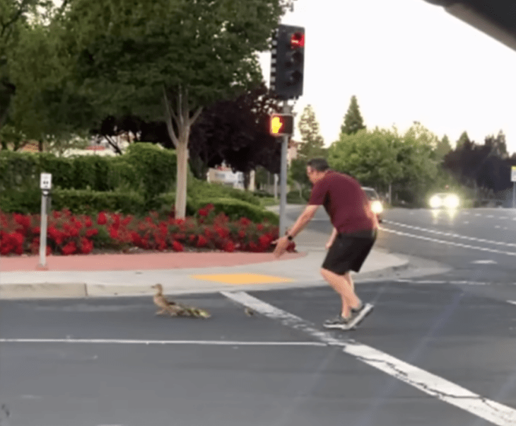 un hombre con ropa deportiva ayuda a una mamá pato y sus patitos a cruzar una avenida transitada 