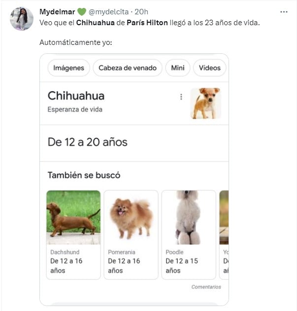 captura de pantalla de un tuit que muestra cuántos años viven los perros raza Chihuahua 