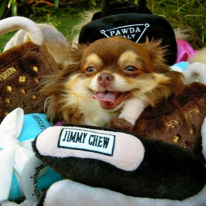 Foto de Harajuku Bitch el Perrito Chihuahua de Paris Hilton 