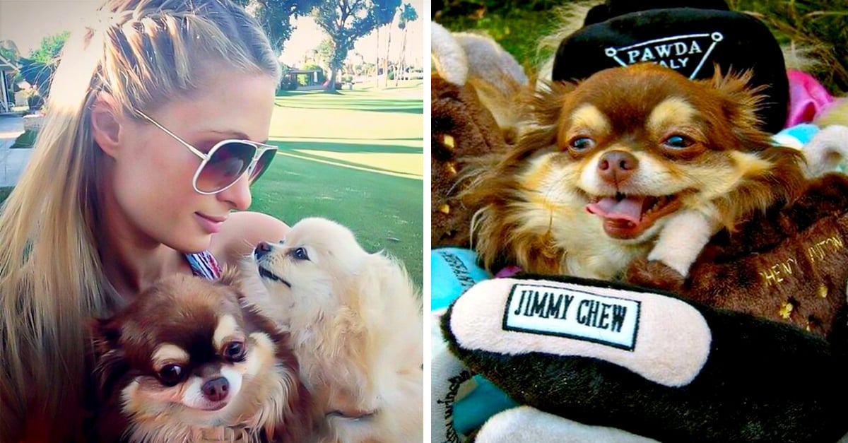 Paris Hilton mourns the death of her chihuahua and the Internet reacts with MEMES