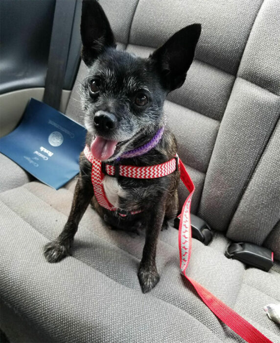 perro en un carro 