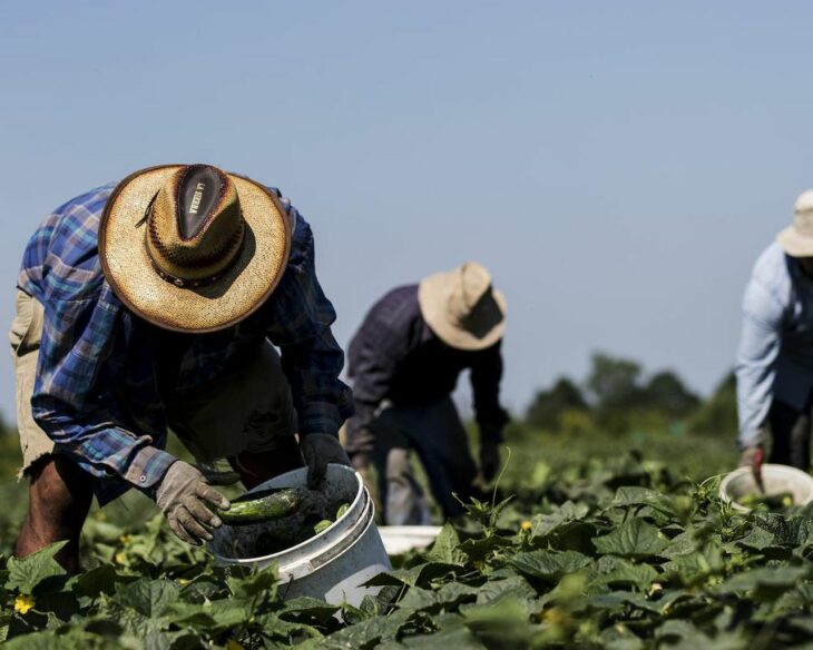 Migrantes trabando en campos de cultivo 