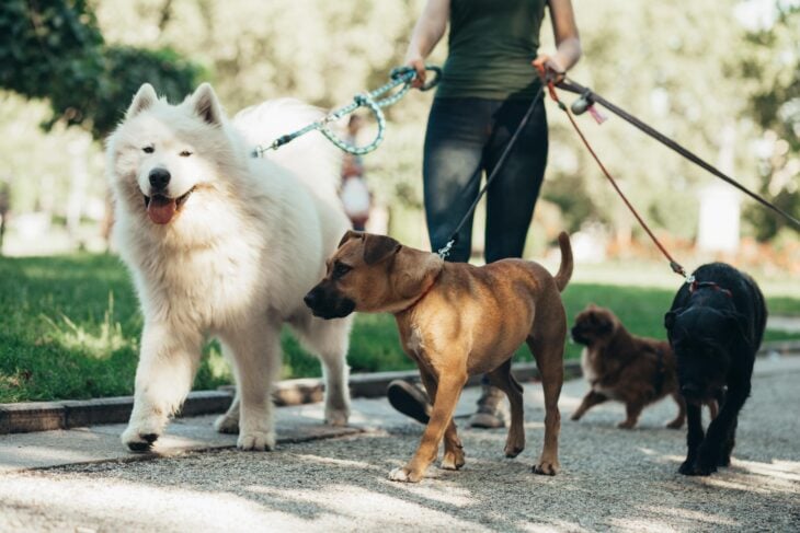 imagen de una persona paseando a varios perros en el parque 