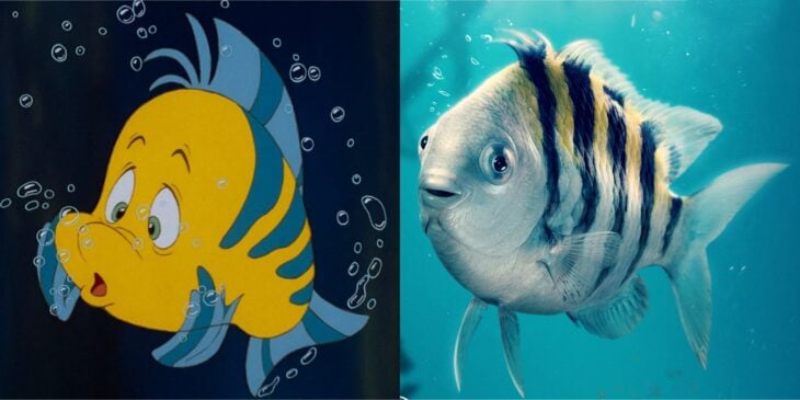 Flounder comparación original y nuevo