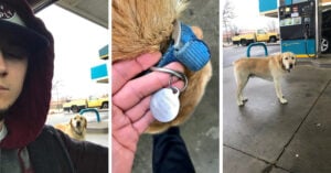Este chico quiso ayudar a un perro ‘perdido’ y cuando vio su placa se llevó una gran sorpresa