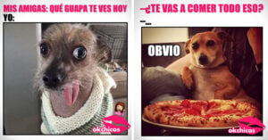 20 divertidos memes de perros que te harán llorar de risa