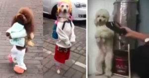 La cruel verdad detrás de los perritos que caminan en dos patas; este es el maltrato que viven