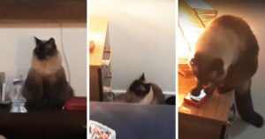 Mujeres llegaban tarde al trabajo porque su gato les apagaba la alarma