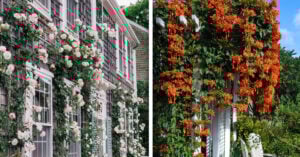 13 Tipos de enredaderas para decorar cada pared de tu casa