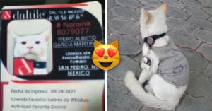 Empresa en México adopta a un gato: lo contrata como vigilante y lo da de alta en la nómina
