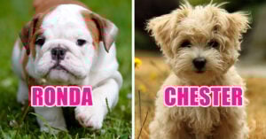 20 Ideas de nombres para perros que te ayudarán a elegir el mejor para tu mascota